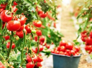 Ջերմոցի մթերքների մասին